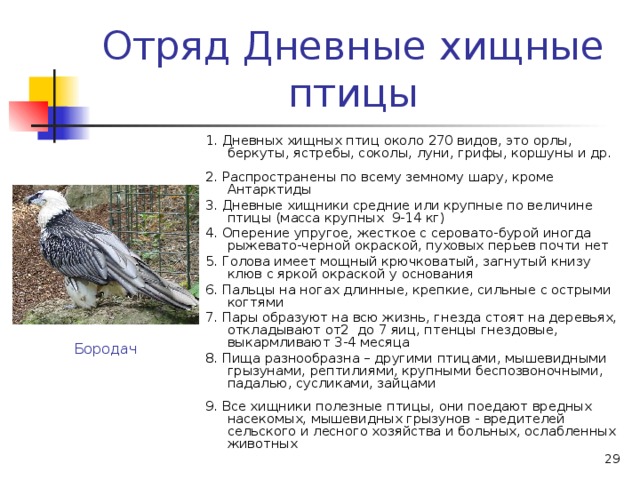 Отряд Дневные хищные птицы 1. Дневных хищных птиц около 270 видов, это орлы, беркуты, ястребы, соколы, луни, грифы, коршуны и др. 2. Распространены по всему земному шару, кроме Антарктиды 3. Дневные хищники средние или крупные по величине птицы (масса крупных 9-14 кг) 4. Оперение упругое, жесткое с серовато-бурой иногда рыжевато-черной окраской, пуховых перьев почти нет 5. Голова имеет мощный крючковатый, загнутый книзу клюв с яркой окраской у основания 6. Пальцы на ногах длинные, крепкие, сильные с острыми когтями 7. Пары образуют на всю жизнь, гнезда стоят на деревьях, откладывают от2 до 7 яиц, птенцы гнездовые, выкармливают 3-4 месяца 8. Пища разнообразна – другими птицами, мышевидными грызунами, рептилиями, крупными беспозвоночными, падалью, сусликами, зайцами 9. Все хищники полезные птицы, они поедают вредных насекомых, мышевидных грызунов - вредителей сельского и лесного хозяйства и больных, ослабленных животных Бородач  