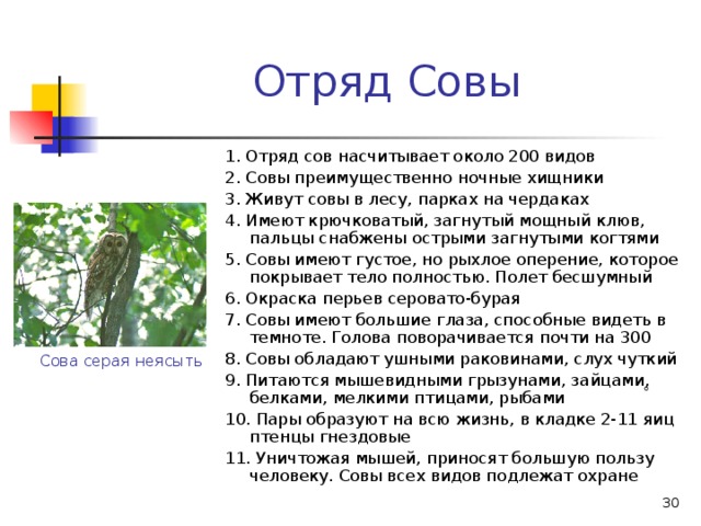 Отряд Совы 1. Отряд сов насчитывает около 200 видов 2. Совы преимущественно ночные хищники 3. Живут совы в лесу, парках на чердаках 4. Имеют крючковатый, загнутый мощный клюв, пальцы снабжены острыми загнутыми когтями 5. Совы имеют густое, но рыхлое оперение, которое покрывает тело полностью. Полет бесшумный 6. Окраска перьев серовато-бурая 7. Совы имеют большие глаза, способные видеть в темноте. Голова поворачивается почти на 300 8. Совы обладают ушными раковинами, слух чуткий 9. Питаются мышевидными грызунами, зайцами, белками, мелкими птицами, рыбами 10. Пары образуют на всю жизнь, в кладке 2-11 яиц птенцы гнездовые 11. Уничтожая мышей, приносят большую пользу человеку. Совы всех видов подлежат охране Сова серая неясыть о  