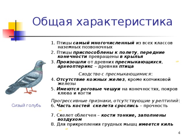 Охарактеризуйте отличительные черты 3 систематических групп класса птицы используя рисунки параграфа