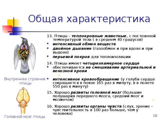 Птицы общая характеристика 7 класс презентация