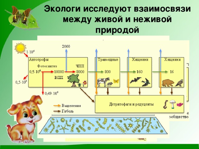 Взаимосвязи живой и неживой природы схема