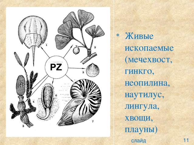 Удивительная жизнь пчел составить план текста