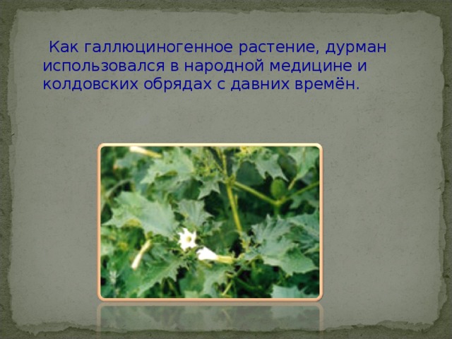  Как галлюциногенное растение, дурман использовался в народной медицине и колдовских обрядах с давних времён.   