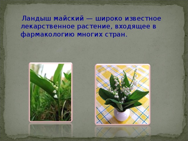  Ландыш майский — широко известное лекарственное растение, входящее в фармакологию многих стран. 