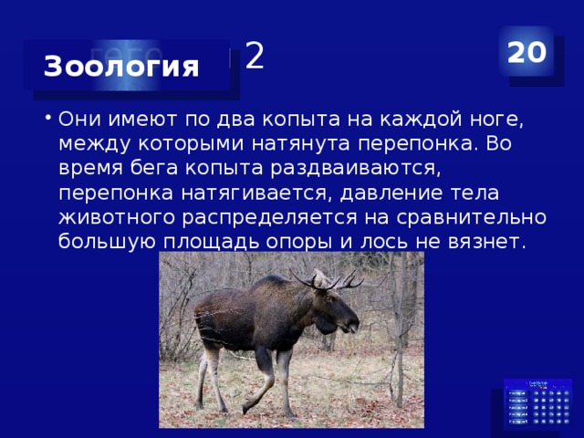 Категория 2 20 Зоология Они имеют по два копыта на каждой ноге, между которыми натянута перепонка. Во время бега копыта раздваиваются, перепонка натягивается, давление тела животного распределяется на сравнительно большую площадь опоры и лось не вязнет. 