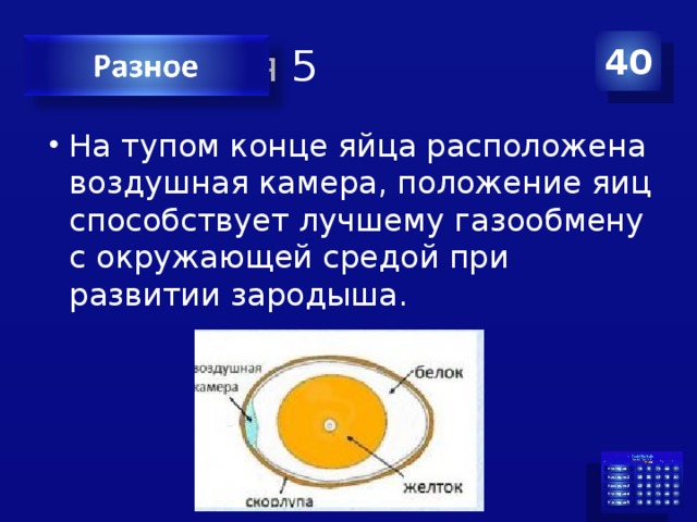 Категория 5 40 На тупом конце яйца расположена воздушная камера, положение яиц способствует лучшему газообмену с окружающей средой при развитии зародыша. 