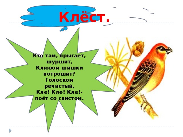 Кто там прыгает шуршит клювом шишки потрошит. Кто там прыгает шуршит клювом шишки. Какая птица поёт клё клё клё. Загадка кто там прыгает шуршит клювом шишки потрошит ответ. Изложение клесты 3 класс презентация школа России.