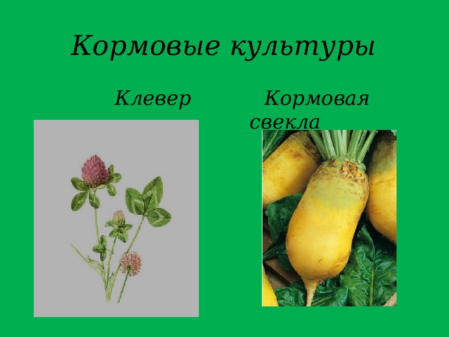 Кормовые культуры презентация