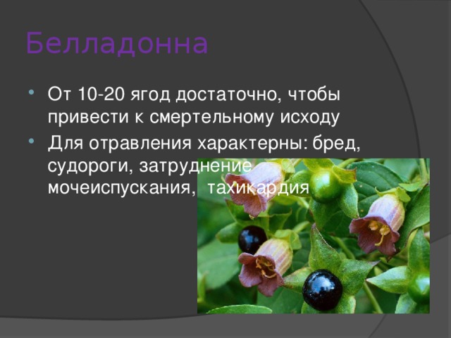 Белладонна От 10-20 ягод достаточно, чтобы привести к смертельному исходу Для отравления характерны: бред, судороги, затруднение мочеиспускания, тахикардия 