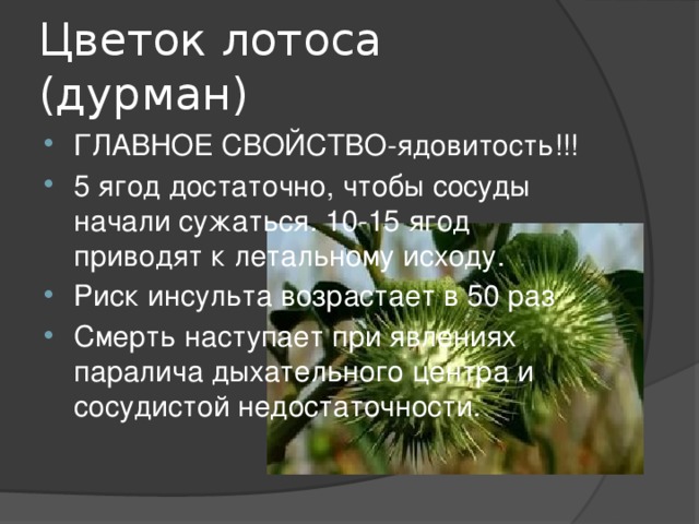 Цветок лотоса (дурман) ГЛАВНОЕ СВОЙСТВО-ядовитость!!! 5 ягод достаточно, чтобы сосуды начали сужаться. 10-15 ягод приводят к летальному исходу. Риск инсульта возрастает в 50 раз Смерть наступает при явлениях паралича дыхательного центра и сосудистой недостаточности. 