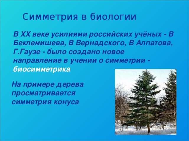 Симметрия в биологии В XX веке усилиями российских учёных - В Беклемишева, В Вернадского, В Алпатова, Г.Гаузе - было создано новое направление в учении о симметрии - биосимметрика  На примере дерева просматривается симметрия конуса 