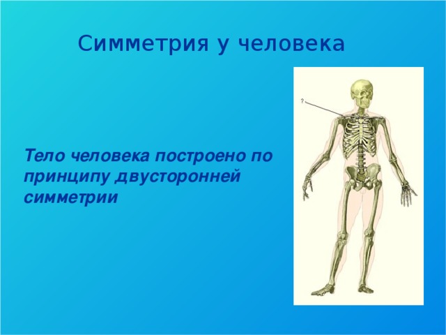 Симметрия у человека Тело человека построено по принципу двусторонней симметрии  