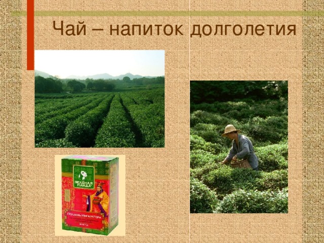 Чай – напиток долголетия 