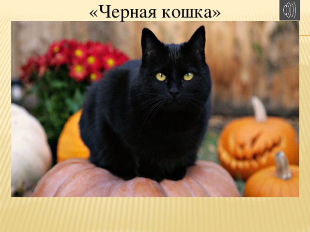 «Черная кошка» «Черная кошка»  