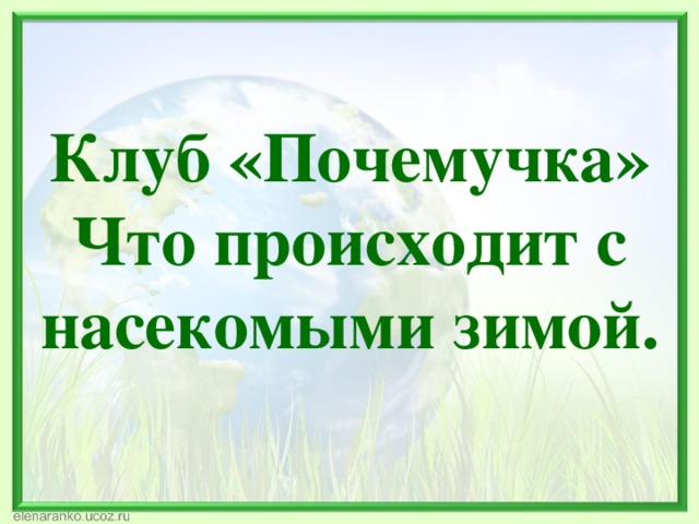 Клуб «Почемучка» Что происходит с насекомыми зимой. 