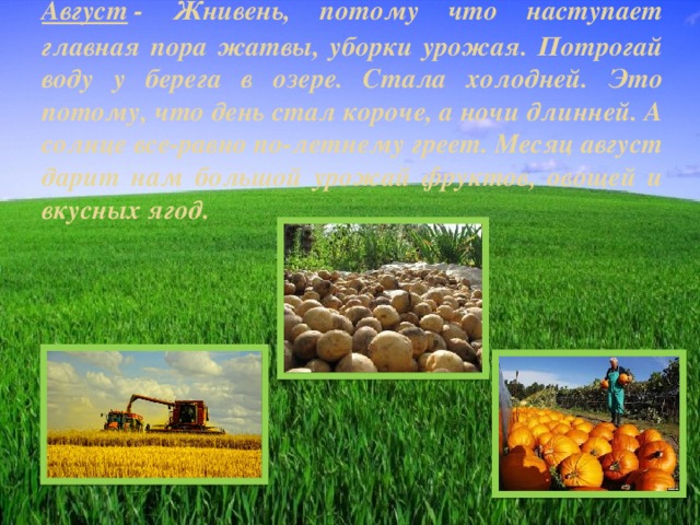 Август  - Жнивень, потому что наступает главная пора жатвы, уборки урожая. Потрогай воду у берега в озере. Стала холодней. Это потому, что день стал короче, а ночи длинней. А солнце все-равно по-летнему греет. Месяц август дарит нам большой урожай фруктов, овощей и вкусных ягод. 