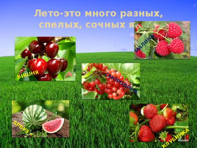 ВИШНЯ МАЛИНА СМОРОДИНА АРБУЗ КЛУБНИКА Лето-это много разных, спелых, сочных ягод! 