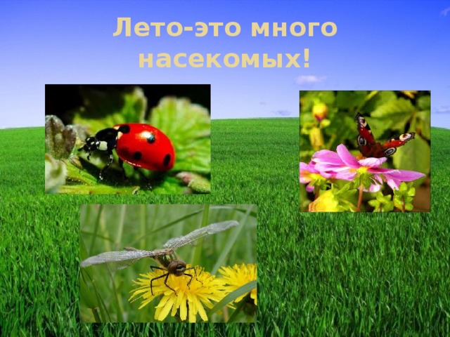 Лето-это много насекомых! 