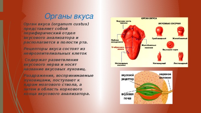 Органы вкуса презентация