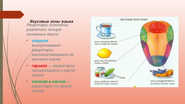 Зона языка отмеченная на рисунке цифрой 4 распознает вкус