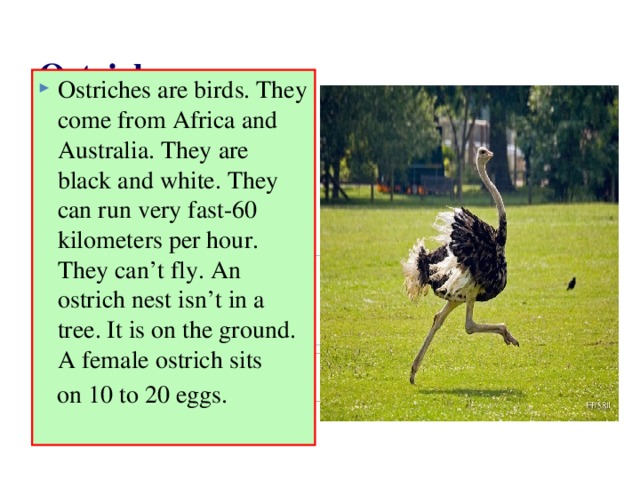 Страус на английском. Страус перевод на английский язык. Ostrich перевод с английского. Животные Индии английский язык 5 класс. The Bird can-t Fly. It Runs very fast