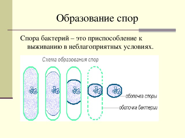 Образование спор Спора бактерий – это приспособление к выживанию в неблагоприятных условиях.  