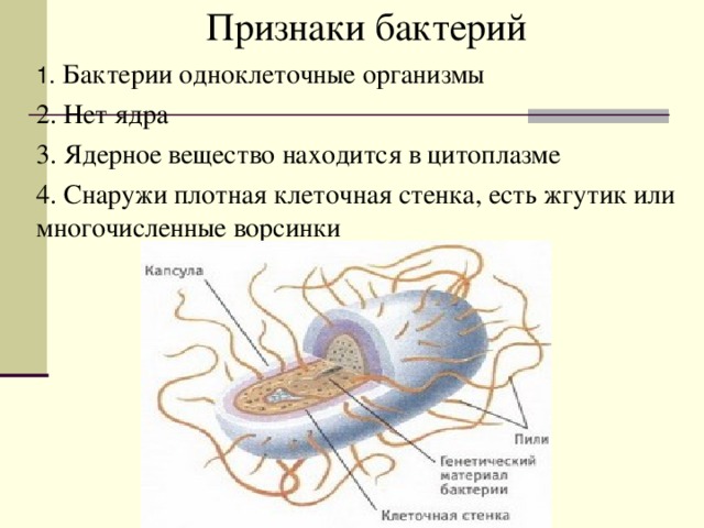 Признаки бактерий 1. Бактерии одноклеточные организмы 2. Нет ядра 3. Ядерное вещество находится в цитоплазме 4. Снаружи плотная клеточная стенка, есть жгутик или многочисленные ворсинки 