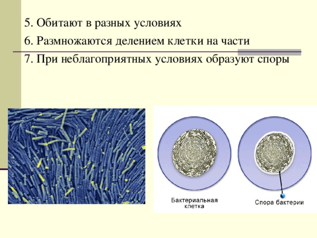 5. Обитают в разных условиях 6. Размножаются делением клетки на части 7. При неблагоприятных условиях образуют споры 