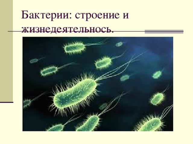 Бактерии: строение и жизнедеятельнось.   