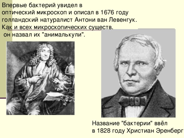 Впервые бактерий увидел в оптический микроскоп и описал в 1676 году голландский натуралист Антони ван Левенгук. Как и всех микроскопических существ,  он назвал их 