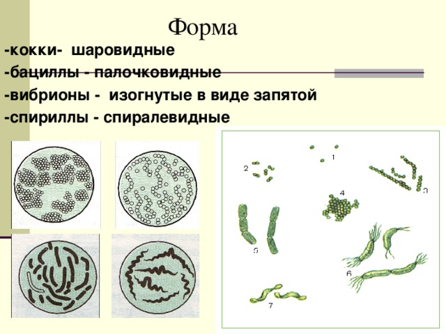  Форма -кокки- шаровидные -бациллы - палочковидные -вибрионы - изогнутые в виде запятой -спириллы - спиралевидные 