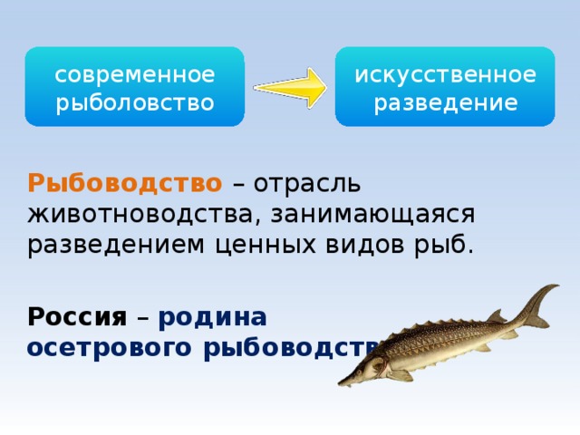 современное рыболовство искусственное разведение Рыбоводство – отрасль животноводства, занимающаяся разведением ценных видов рыб. Россия – родина  осетрового рыбоводства . 