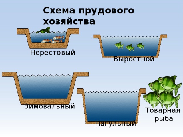 Схема прудового хозяйства Нерестовый Выростной Зимовальный Товарная рыба Нагульный 