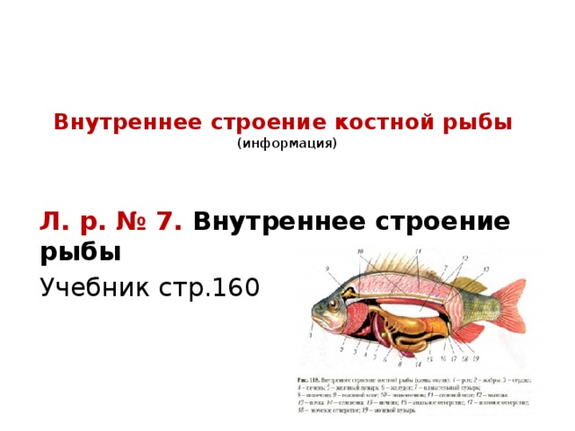 Внутреннее строение костной рыбы  (информация)   Л. р. № 7. Внутреннее строение рыбы Учебник стр.160 