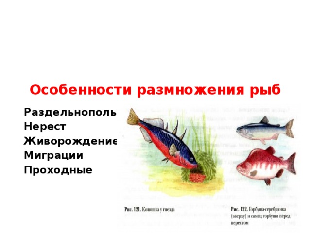 Особенности размножения рыб   Раздельнополые Нерест Живорождение Миграции Проходные 