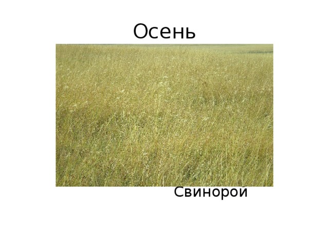 Осень  Свинорой 