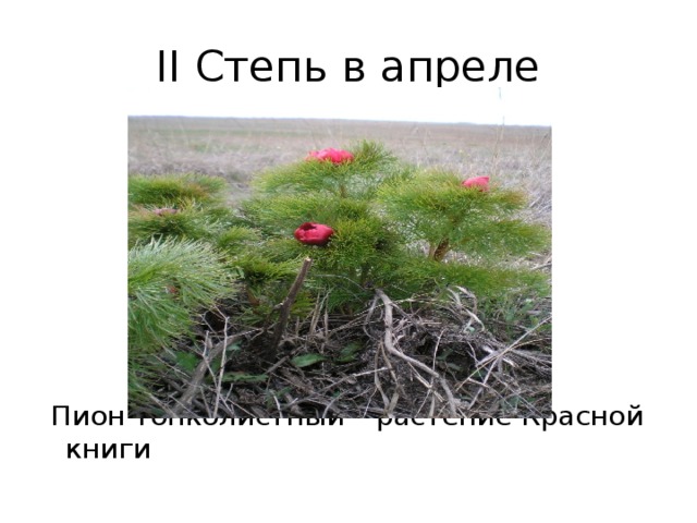 II Степь в апреле  Пион тонколистный – растение Красной книги 
