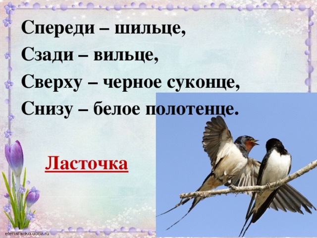 Спереди – шильце, Сзади – вильце, Сверху – черное суконце, Снизу – белое полотенце.   Ласточка  