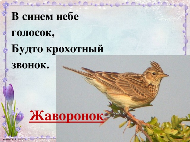 В синем небе голосок, Будто крохотный звонок.    Жаворонок  