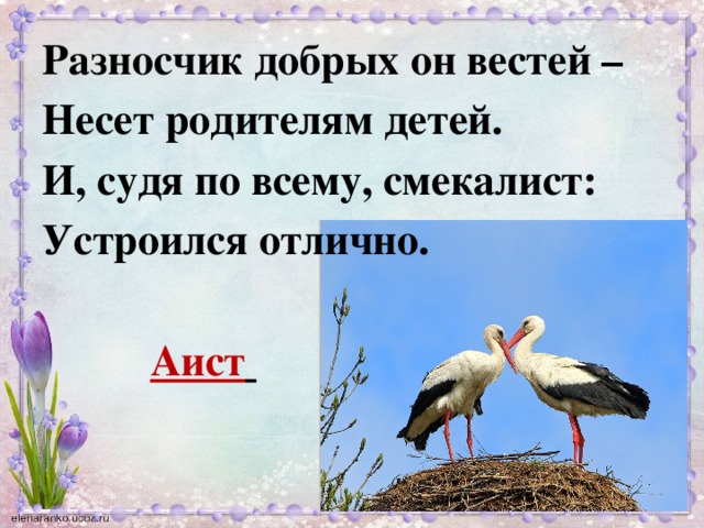 Разносчик добрых он вестей – Несет родителям детей. И, судя по всему, смекалист: Устроился отлично.   Аист  