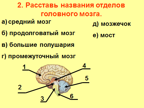 Подпишите на рисунке указанные отделы головного мозга