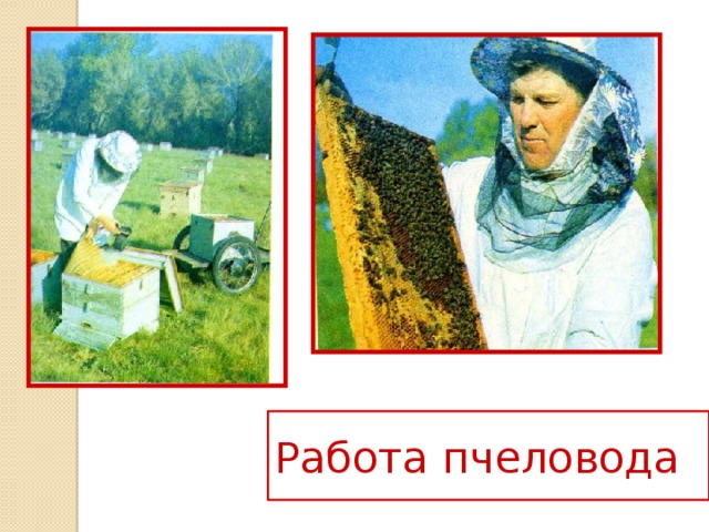 Работа пчеловода 