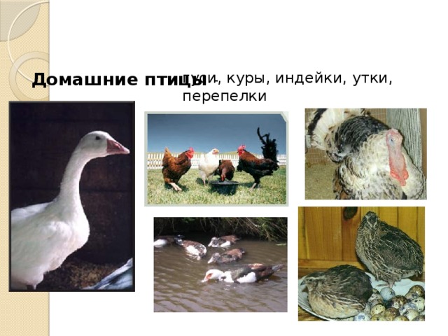Домашние птицы - гуси, куры, индейки, утки, перепелки 