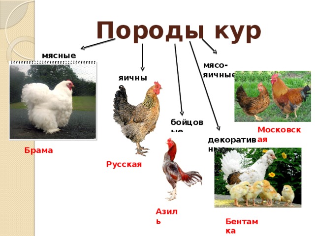 Брама Породы кур мясные мясо-яичные яичные бойцовые Московская декоративные Русская Азиль Бентамка 