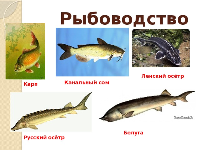 Рыбоводство Ленский осётр Канальный сом Карп Белуга Русский осётр 