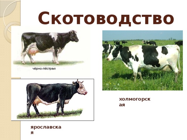 Скотоводство холмогорская ярославская 