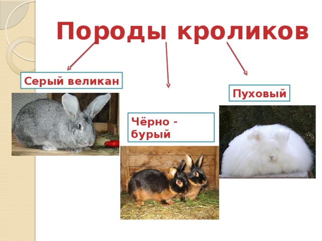 Породы кроликов Серый великан Пуховый Чёрно - бурый 