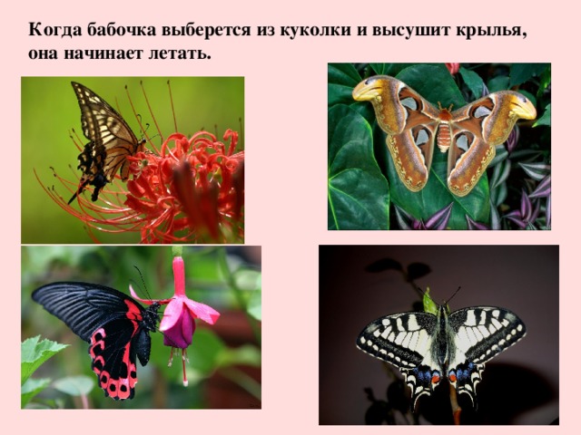 Когда бабочка выберется из куколки и высушит крылья , она начинает летать.