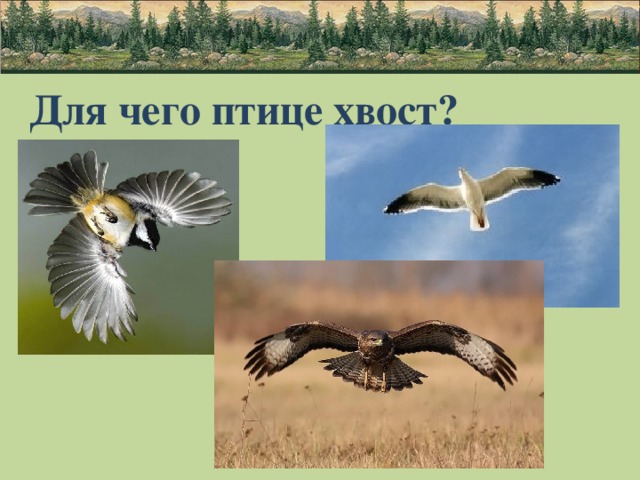 Время не птица за хвост не. Для чего птицам хвост. Для чего нужен хвост птицам. Хвост птицы рычаг. Хвост как рычаг у птиц.