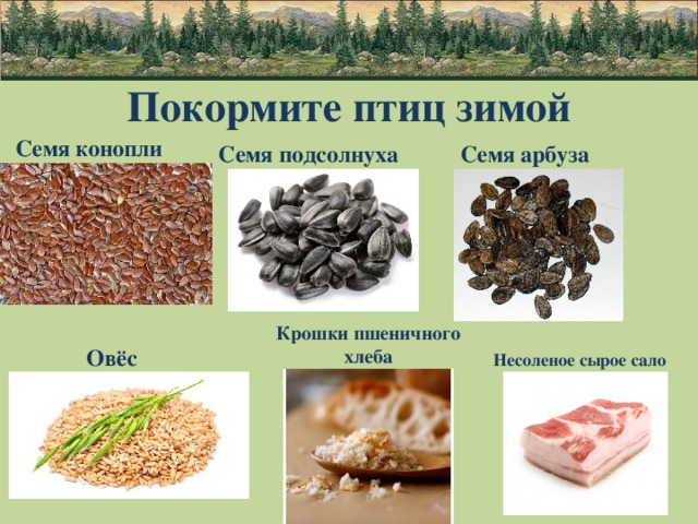 Карточки корма для зимующих птиц. Какие крупы можно давать птичкам. Сырые семена подсолнуха птичкам зимой. Семена для зимующих птиц. Можно кормить птиц хлебом.